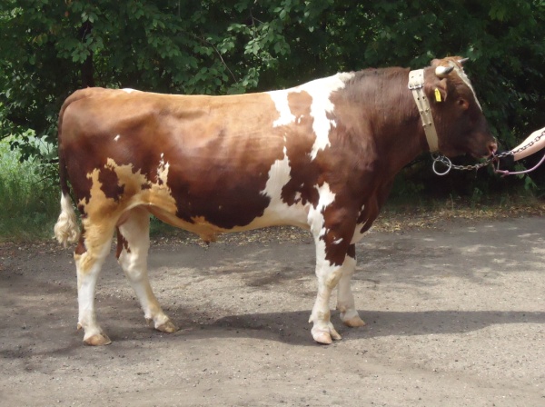 ОБРУЧ 21783 КСКП-175